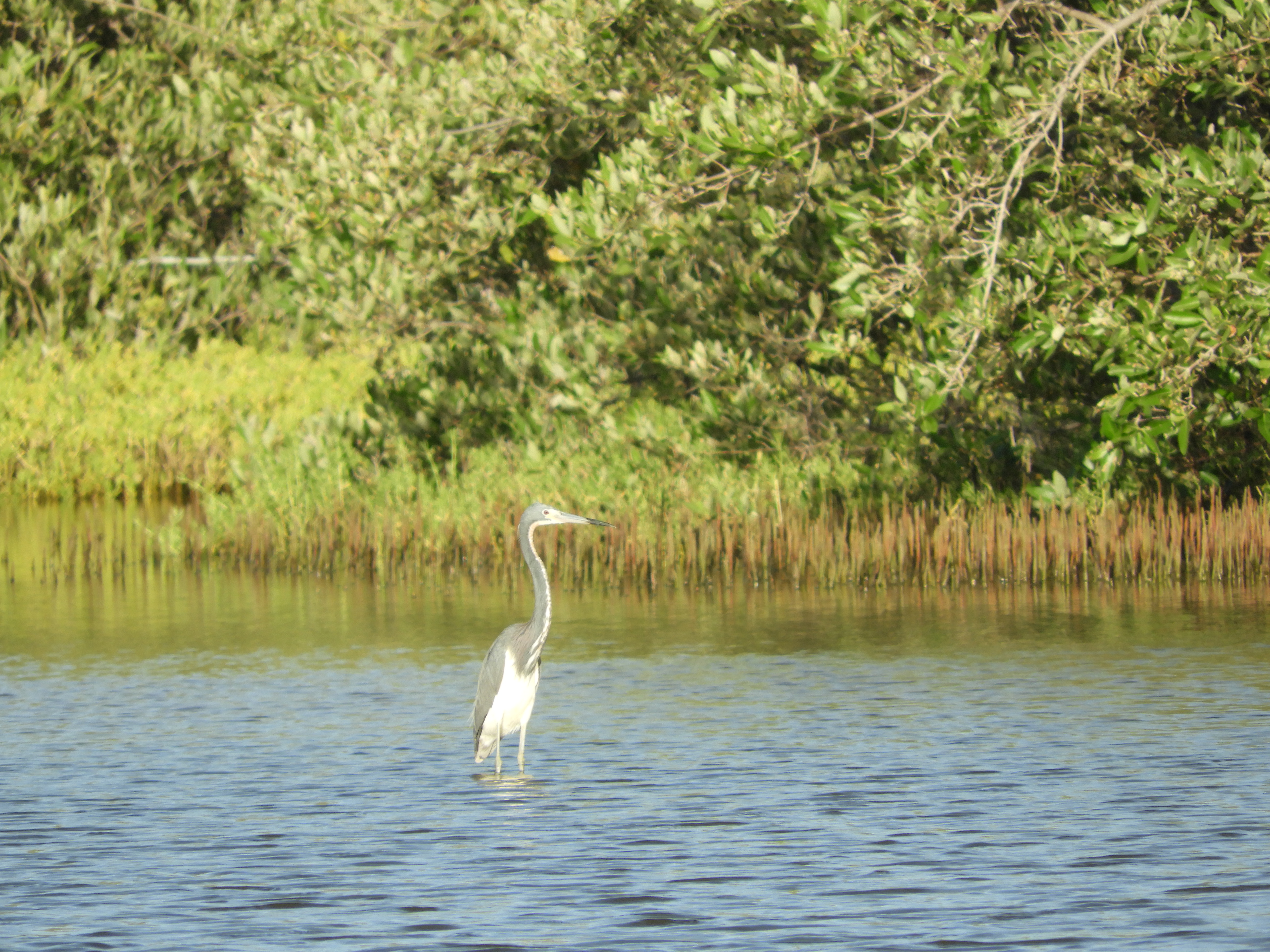 Juvenile Tricolored Heron (Egretta tricolor) at Spaans Lagoen.